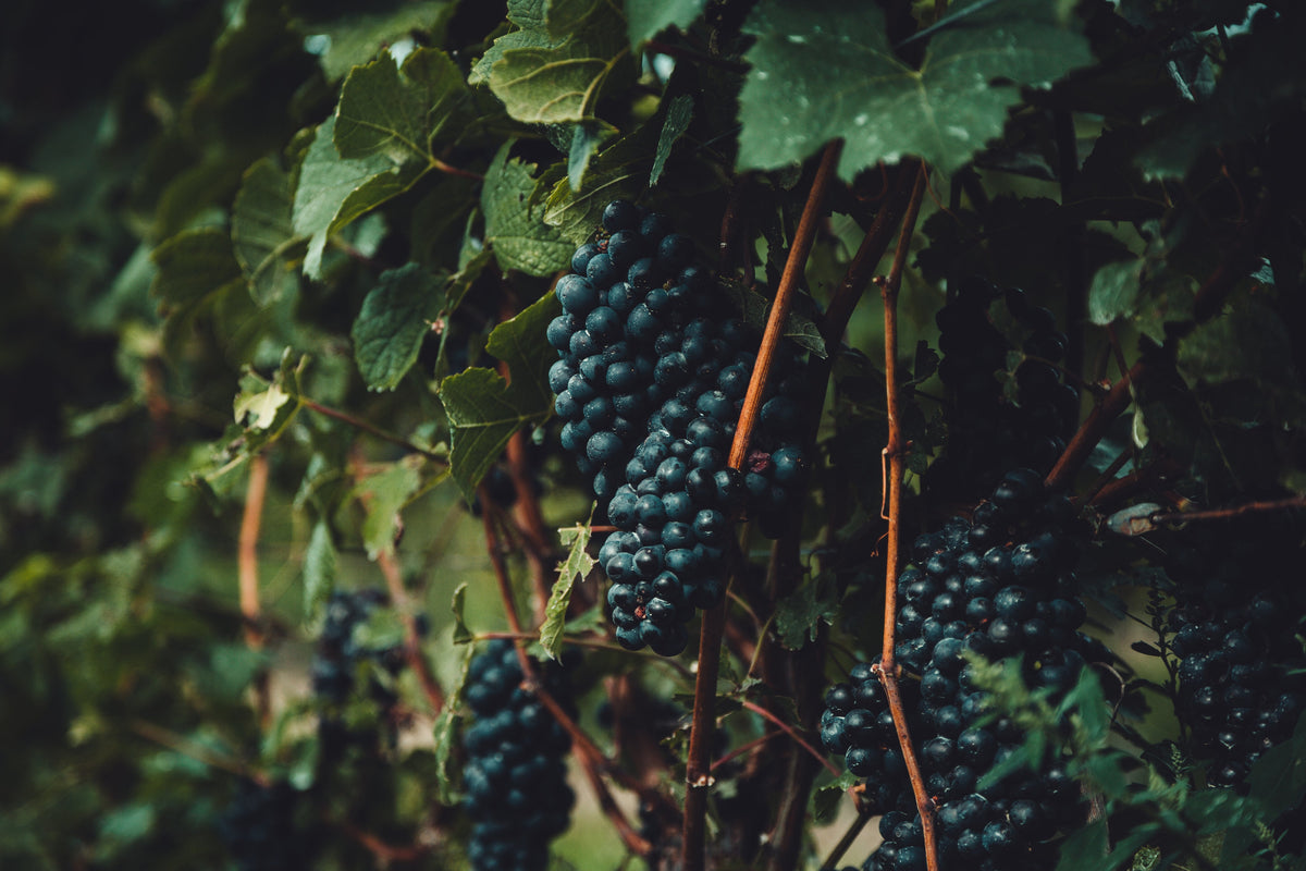 Red grapes on the vine