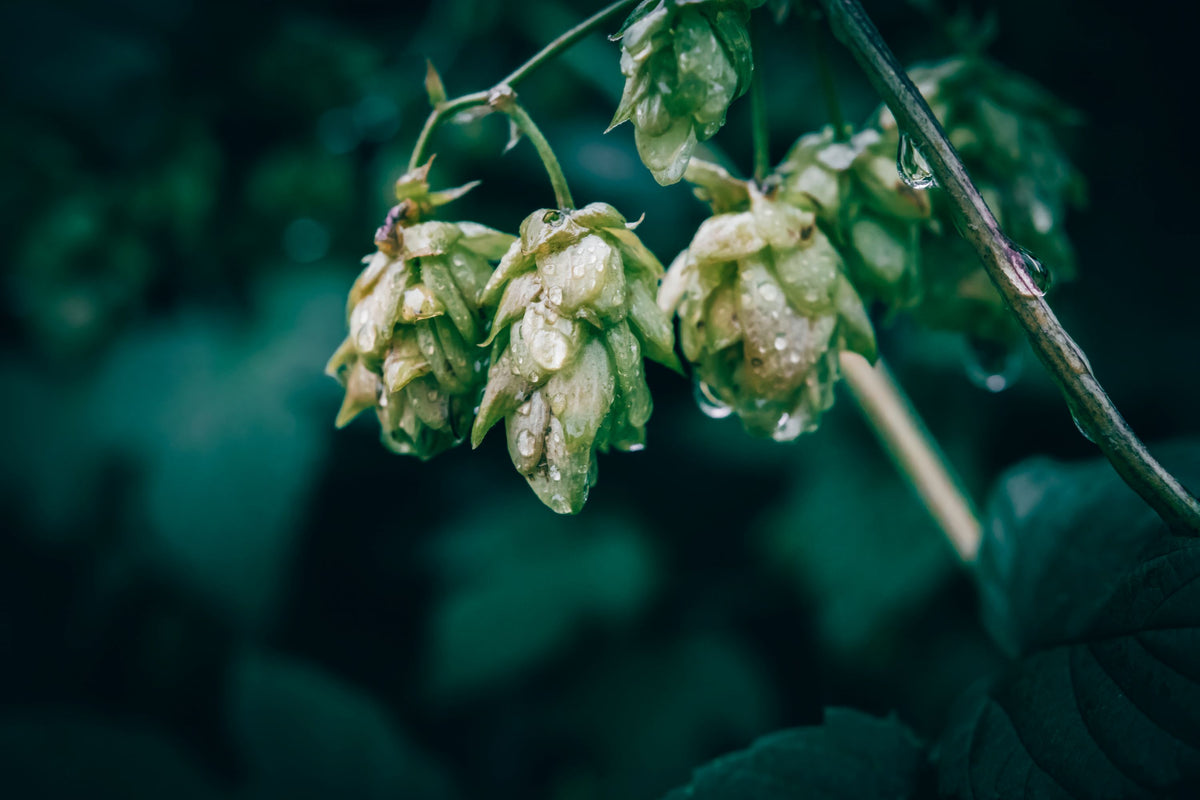 Fresh hop cones on the bine